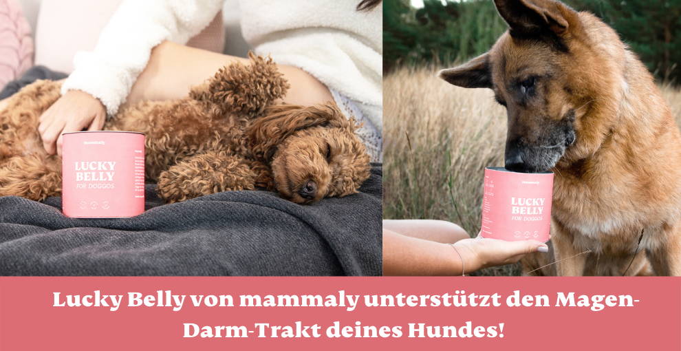 Einen gesunden Darm bei Hunden aufbauen Wie geht das? mammaly